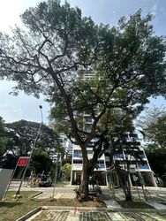 Spottiswoode Park (D2), Apartment #607474251